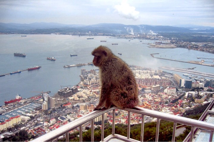 mono en Gibraltar