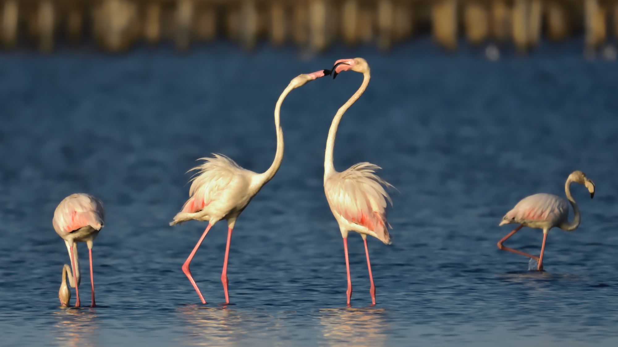 Flamencos flamencos