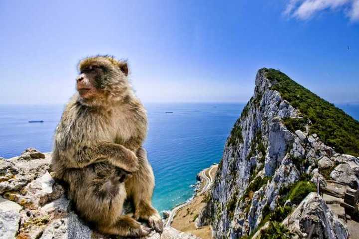 Mono con el Peñón de fondo