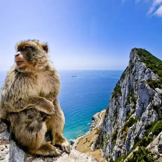 Mono con el Peñón de fondo